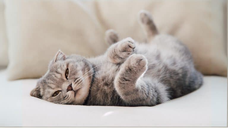 Katze ruht entspannt auf dem Rücken