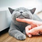 Katze beim Halskraulen, schnurrt zufrieden