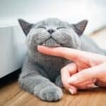 Zufriedene Katze wird gestreichelt