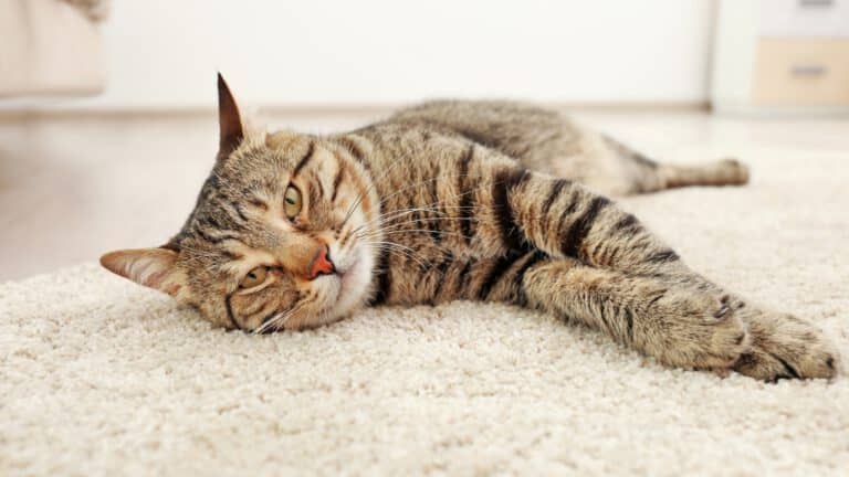 Wohlfühlmoment für eine gesunde Katze