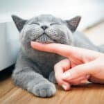 Katze schnurrt entspannt beim Streicheln