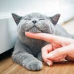 Katze wird am Hals gekrault