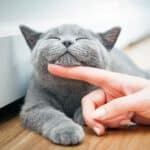 Katze genießt sanfte Berührung