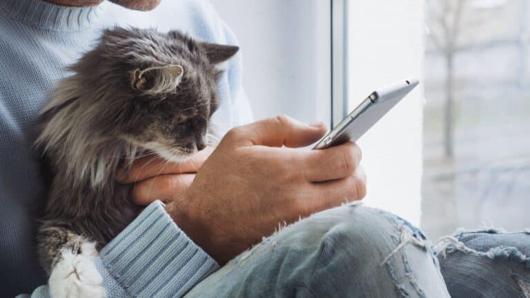 Katze schaut auf Handy – ServiceApp