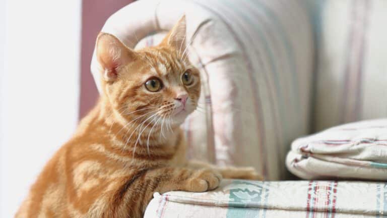 Katze steht neugierig am Sessel