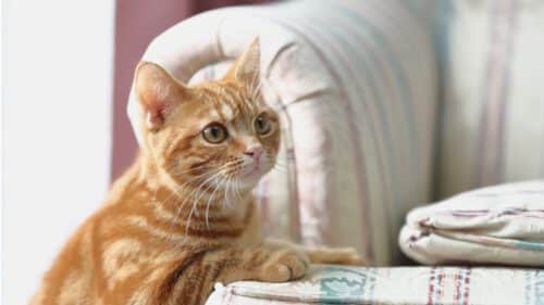 Rote Katze steht am Sessel und schaut neugierig