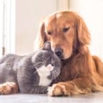 Hund und Katze schmusen – Symbol für HanseMerkur Tierversicherung
