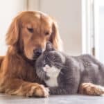 Hund und Katze schmusen – Symbolbild für Tierversicherung