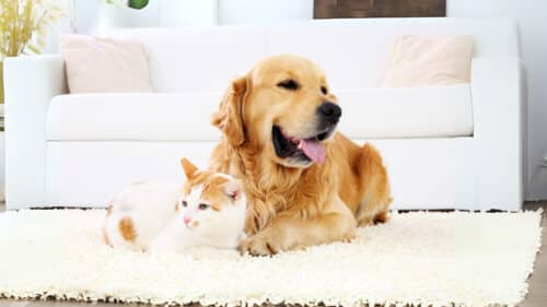 Geschützt durch HanseMerkur Tierversicherung - Hund und Katze entspannt und neugierig – geschützt mit HanseMerkur Tierversicherung