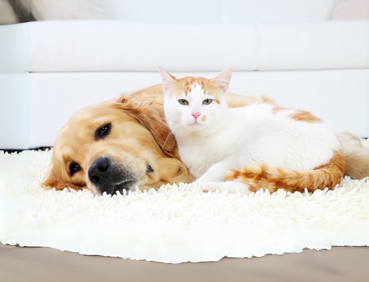 Hund und Katze entspannt zusammen auf Teppich – Service-Card Tierversicherung