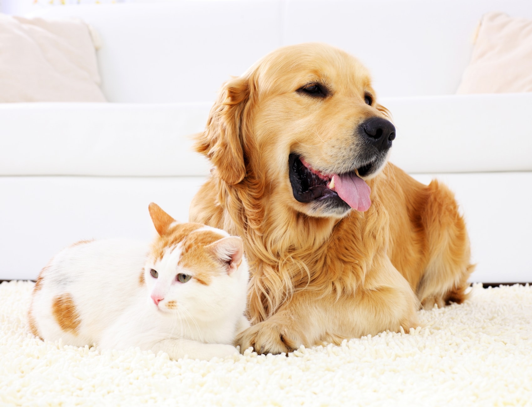 Geschützt durch Tierversicherung - Hund und Katze entspannt auf dem Teppich liegend.