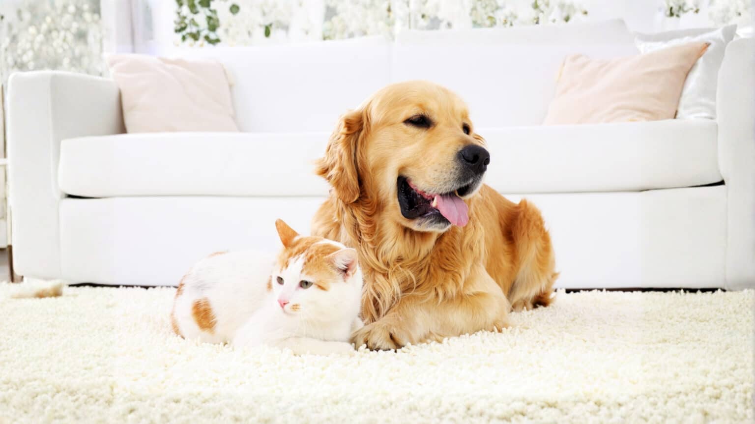 Für Service-Card Tierversicherung hier registrieren.