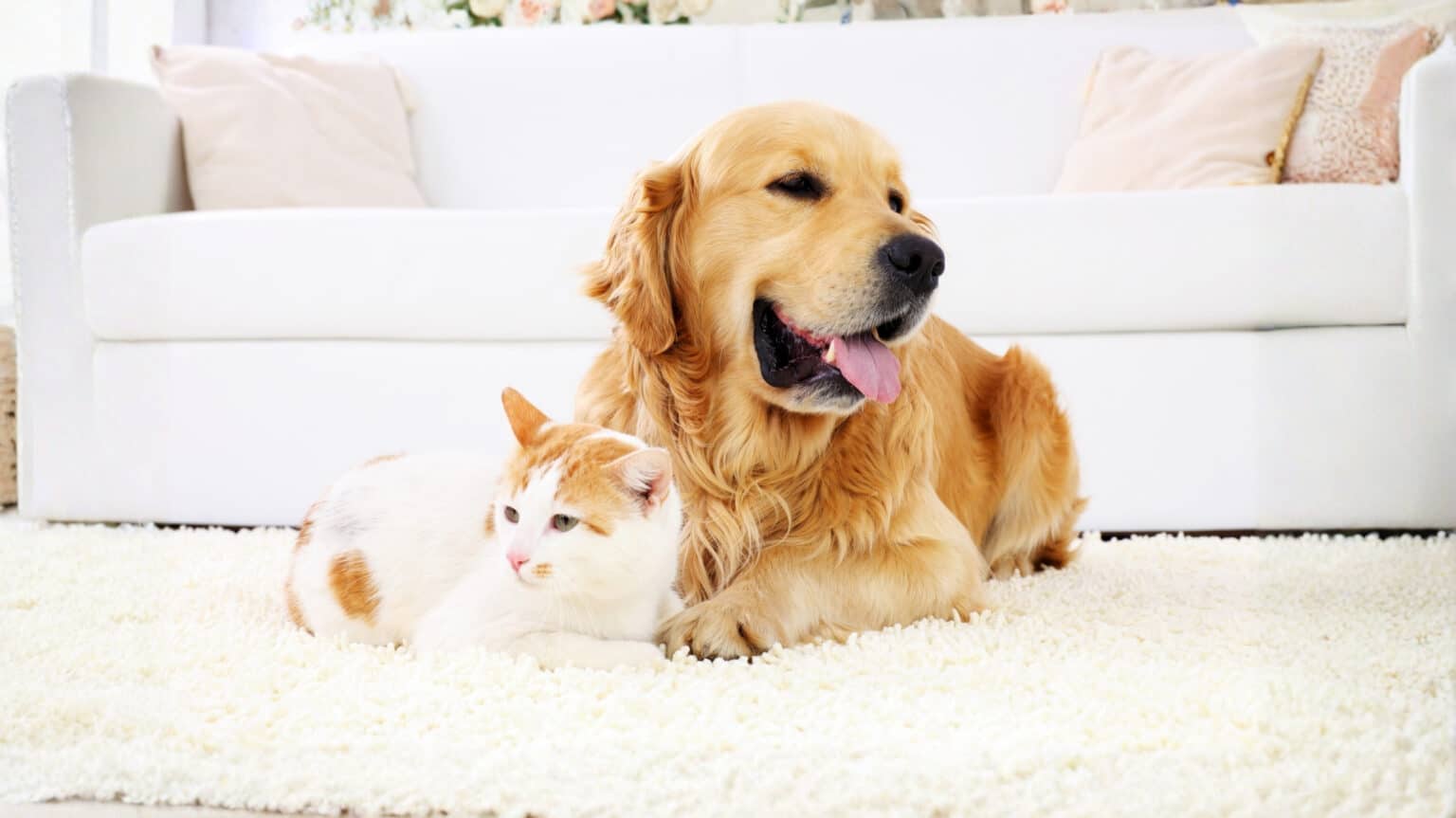 Geschützt durch Tierversicherung - Hund und Katze entspannt auf dem Teppich liegend.