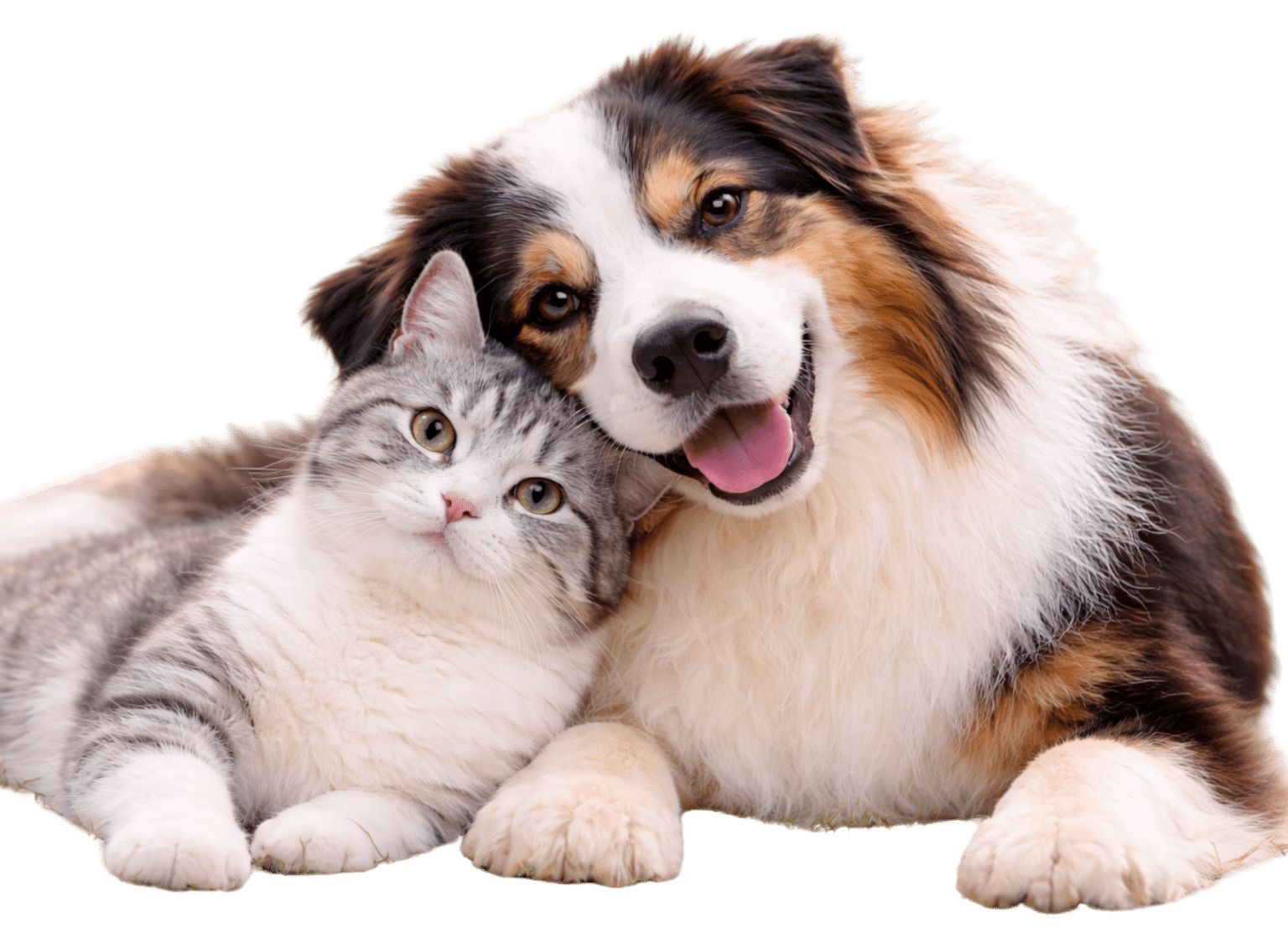 Tier­versicherung für Hund und Katze vergleichen – Hund und Katze mit Service-Card auf hm-tierversicherung.de