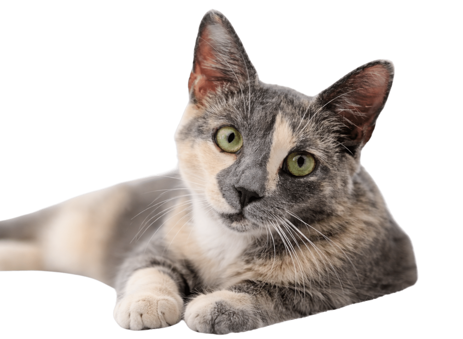 Katze für Landingpage Katzenkrankenversicherung mit Tarifvergleich und Service-Card