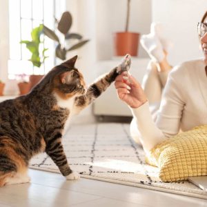 hansemerkur katzenversicherung katzenkrankenversicherung