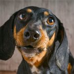 hansemerkur tierversicherung beitrag dackel