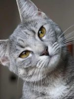 hansemerkur-tierversicherung-katzenversicherung-hier service card tierversicherung katzenversicherung