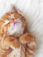 hansemerkur-tierversicherung-hansemerkur katzenversicherung-katzen-op-versicherung katzenversicherung hansemerkur