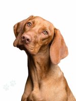 hundeversicherung hier