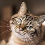 HanseMerkur Katzenkrankenversicherung - Beitrag berechnen