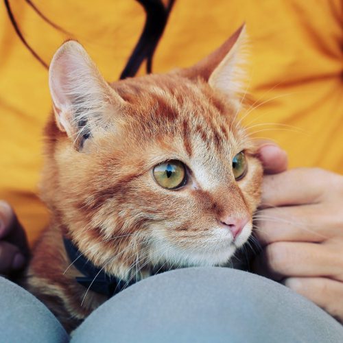 HanseMerkur Katzenversicherung - die beste Absicherung für Dein Haustier